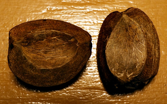 {Carya carolinae-septentrionalis}